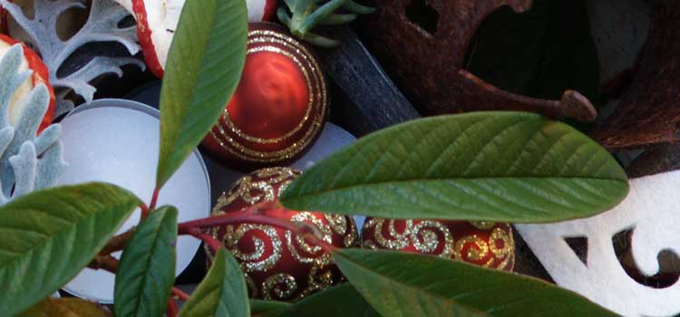 Gärtnerhof Büge - Floristik