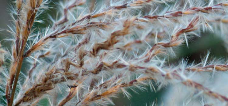 Gärtnerhof Büge - Impressum