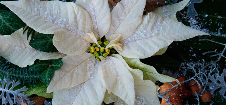 Gärtnerhof Büge - Pflanzenmarkt